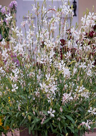 ГАУРА Ліндхеймера Sparkle White